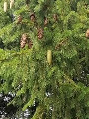 Picea × fennica