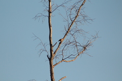 Coccothraustes coccothraustes