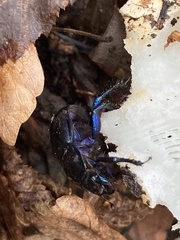 Anoplotrupes stercorosus