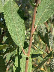 Salix atrocinerea