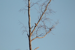 Coccothraustes coccothraustes