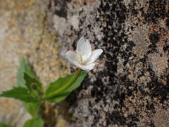 Epilobium amurense
