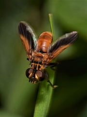 Trichopoda pictipennis