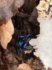 Anoplotrupes stercorosus