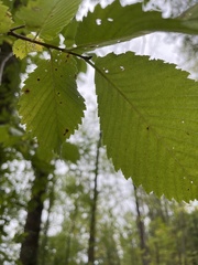 Ulmus americana