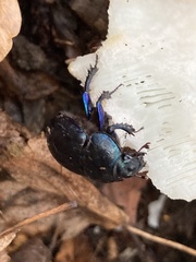 Anoplotrupes stercorosus