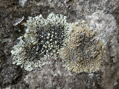 Protoparmeliopsis muralis