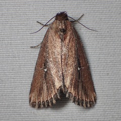 Condica temecula