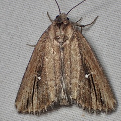 Condica temecula