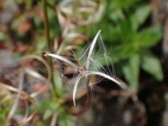 Epilobium amurense