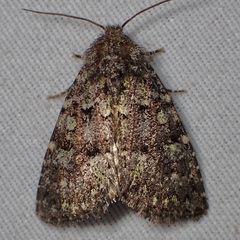 Paramiana smaragdina