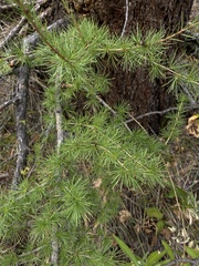 Larix occidentalis
