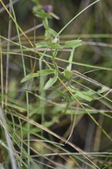 Scutellaria scordifolia