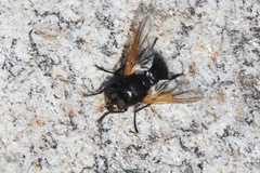 Mesembrina meridiana