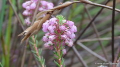 Erica cubica