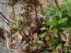 Epilobium amurense