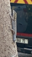 Lygodactylus chobiensis