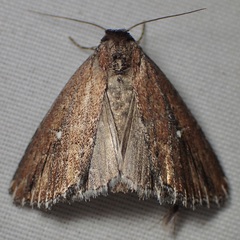 Condica temecula
