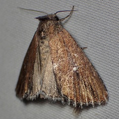 Condica temecula