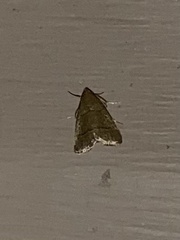 Hypsopygia nostralis
