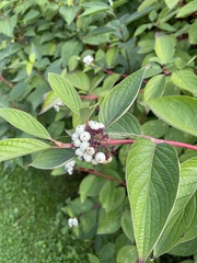 Cornus
