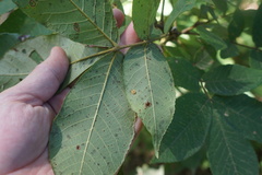 Phylloxera caryaeglobuli