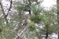 Peucedramus taeniatus