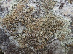 Protoparmeliopsis muralis