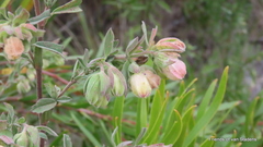 Hermannia hyssopifolia