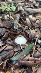 Leucocoprinus fragilissimus