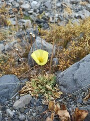 Papaver alpinum