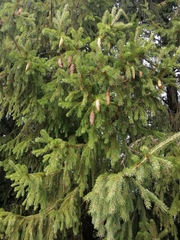 Picea × fennica