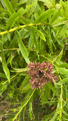 Vernonia fasciculata