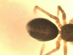 Agyneta simplicitarsis