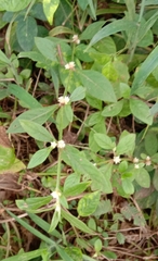 Alternanthera bettzickiana