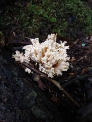 Ramaria rasilispora