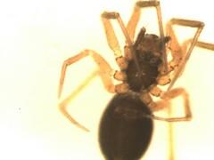 Agyneta simplicitarsis