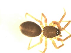 Agyneta simplicitarsis