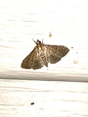Herpetogramma phaeopteralis
