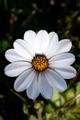Dimorphotheca pluvialis