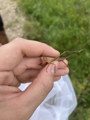 Neoconocephalus ensiger