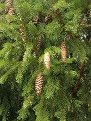 Picea × fennica
