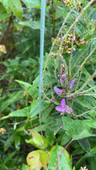 Desmodium canadense