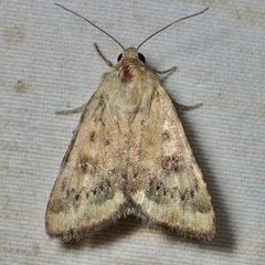 Heliocheilus paradoxus