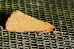 Virbia aurantiaca