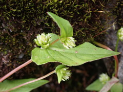 Persicaria nepalensis