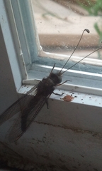 Ululodes quadripunctatus