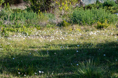 Dimorphotheca pluvialis