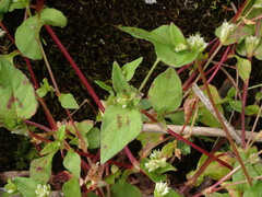 Persicaria nepalensis