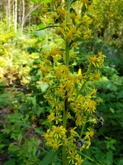 Solidago squarrosa